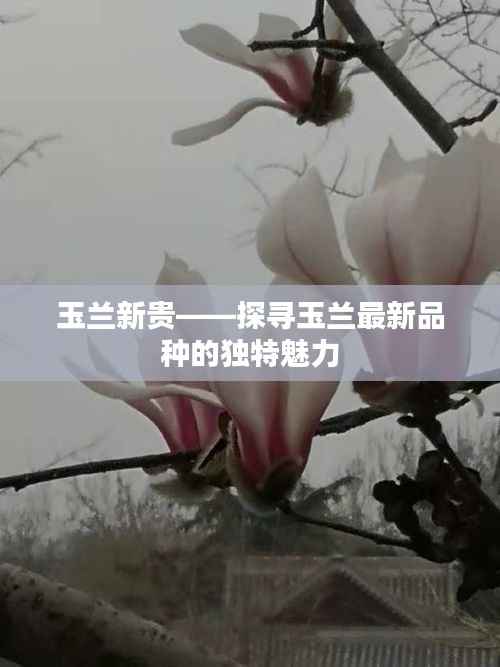 玉兰新贵——探寻玉兰最新品种的独特魅力