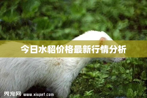 今日水貂价格最新行情分析