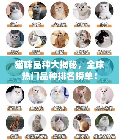猫咪品种大揭秘,全球热门品种排名榜单!