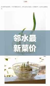 邻水最新菜价查询，掌握蔬菜市场动态，轻松了解当地蔬菜价格！