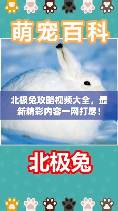 北极兔攻略视频大全，最新精彩内容一网打尽！