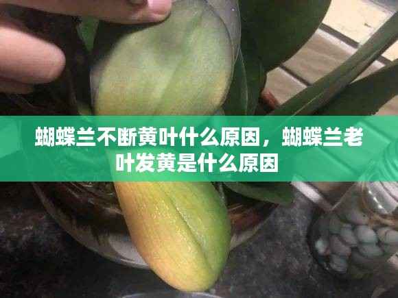 蝴蝶兰不断黄叶什么原因,蝴蝶兰老叶发黄是什么原因
