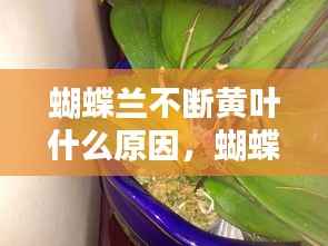 蝴蝶兰不断黄叶什么原因,蝴蝶兰老叶发黄是什么原因
