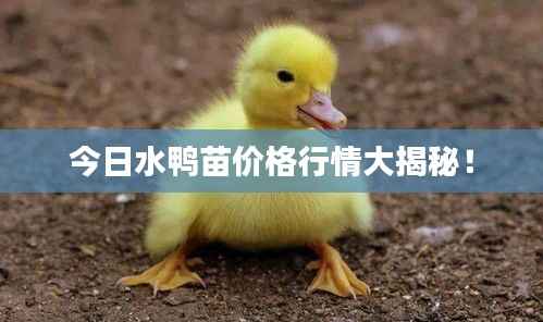 今日水鸭苗价格行情大揭秘!