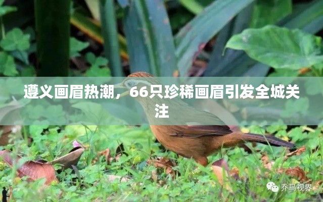 遵义画眉热潮,66只珍稀画眉引发全城关注