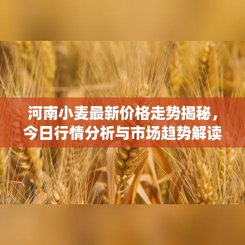 河南小麦最新价格走势揭秘，今日行情分析与市场趋势解读